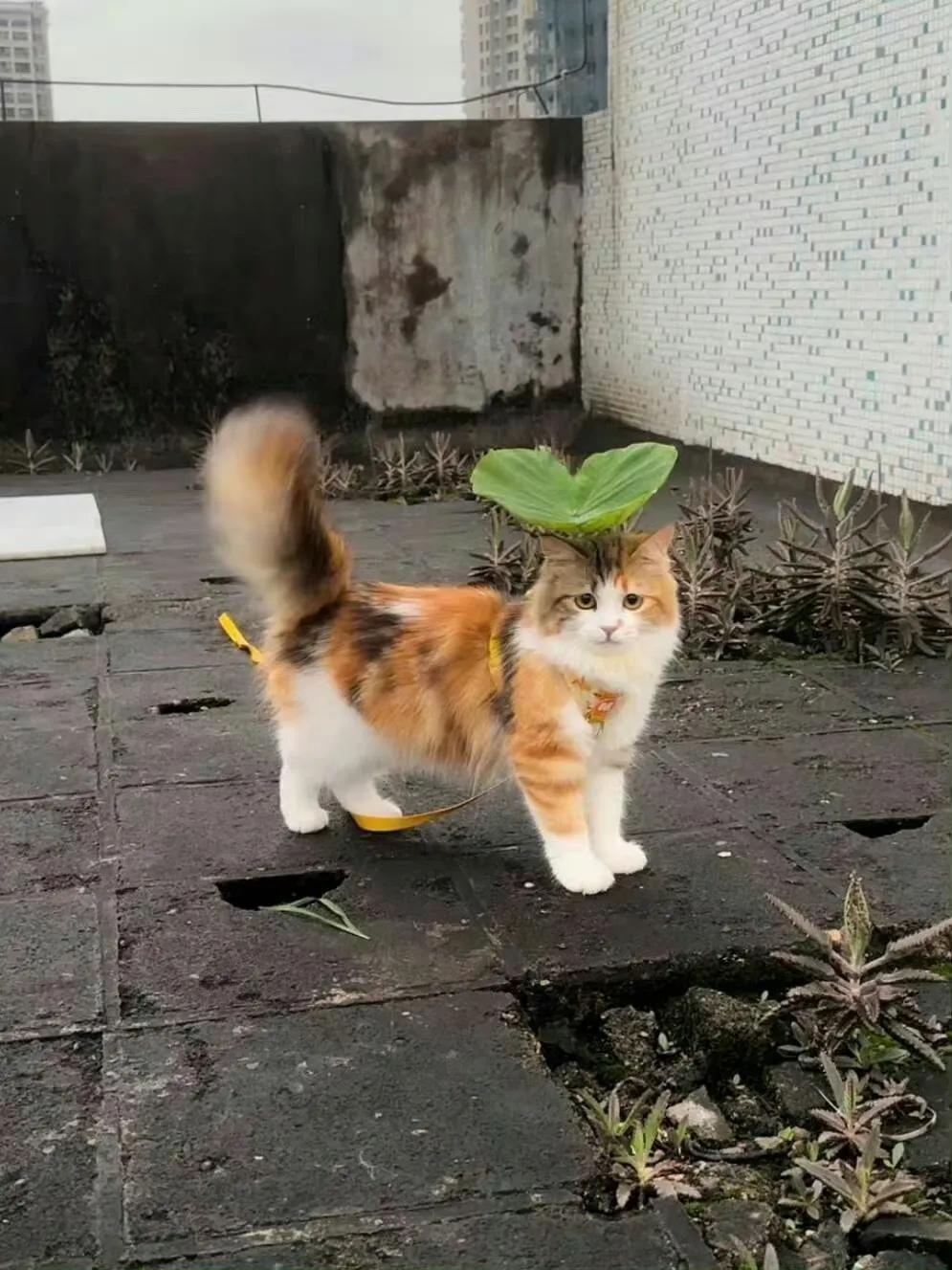 #秋日生活记录#会自带伞的小可爱