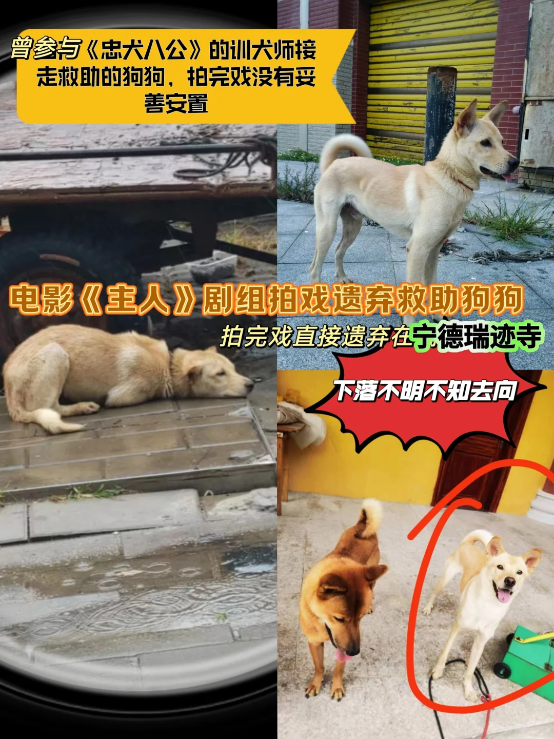 剧组遗弃救助狗狗逍遥的后续情况