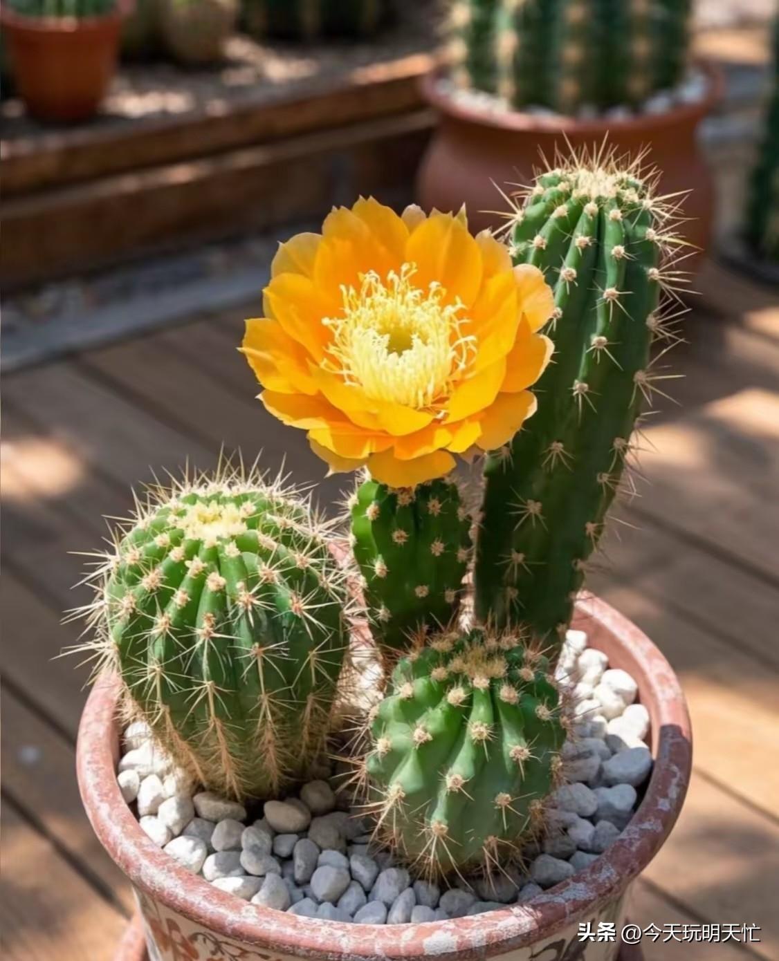 强化顶层设计与责任落实

明确方向：将建设美丽中国置于强国建设、民族复兴的突出位