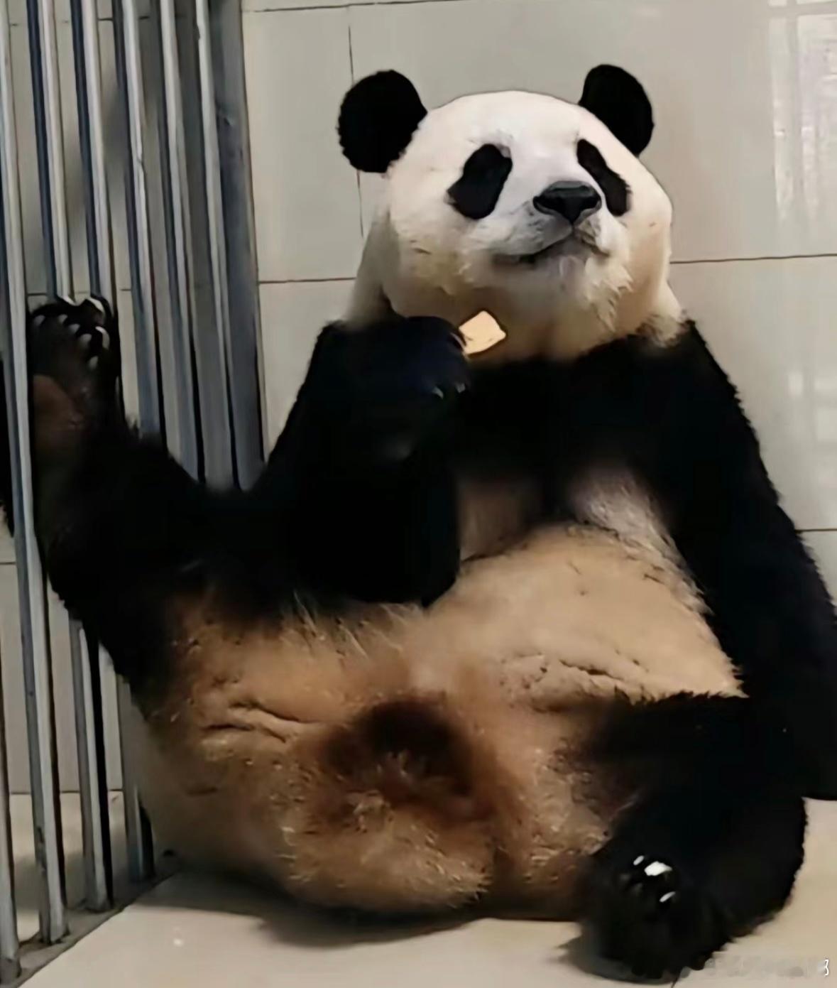 #福猪猪最新体重206斤# 福宝：奶爸还不快把小苹果送到我嘴里 ​​​