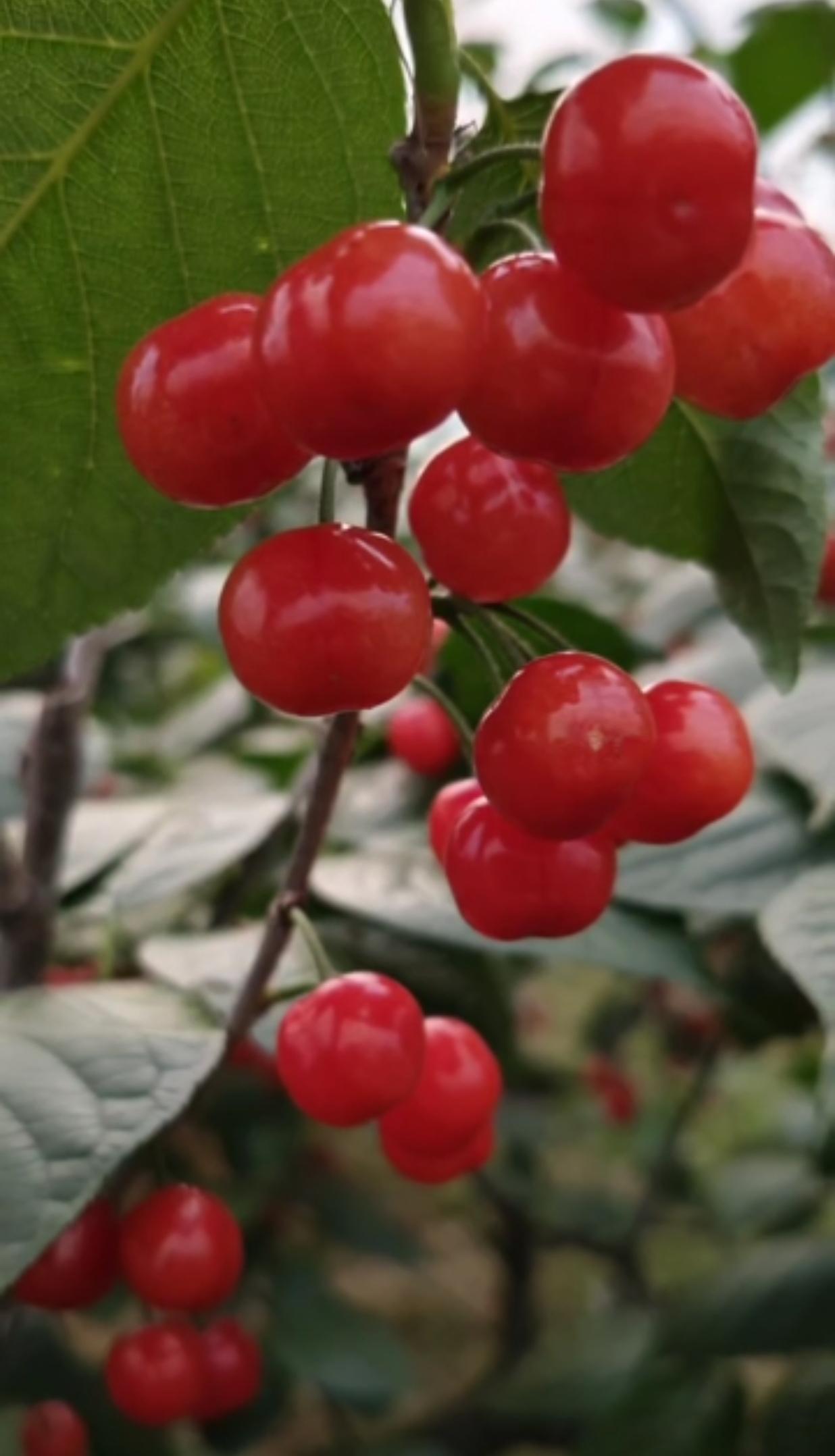 樱桃🍒熟了！
樱桃美不美？美。而且还诱人！