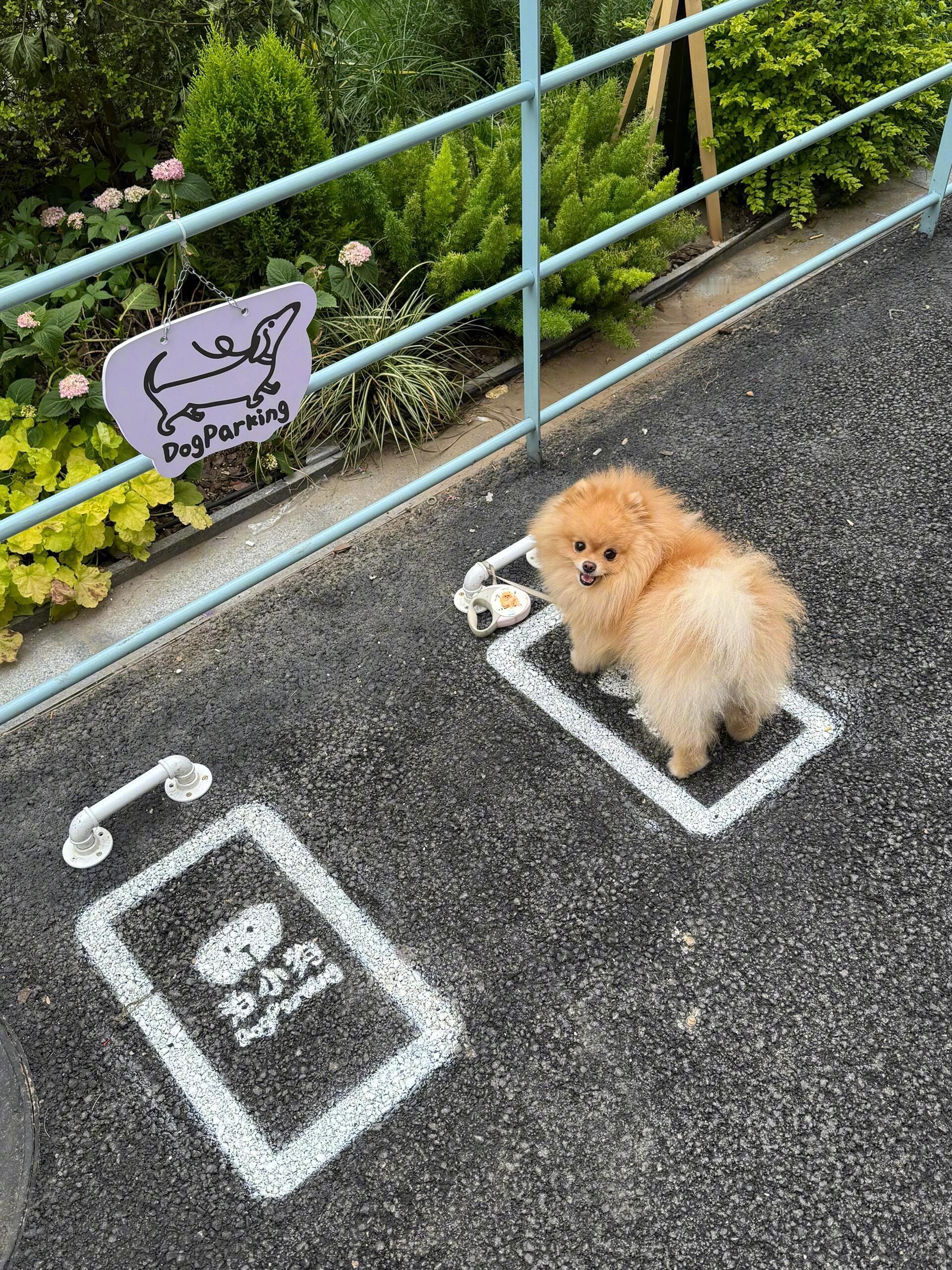 请帮我看下小狗谢谢🐶 ​​​