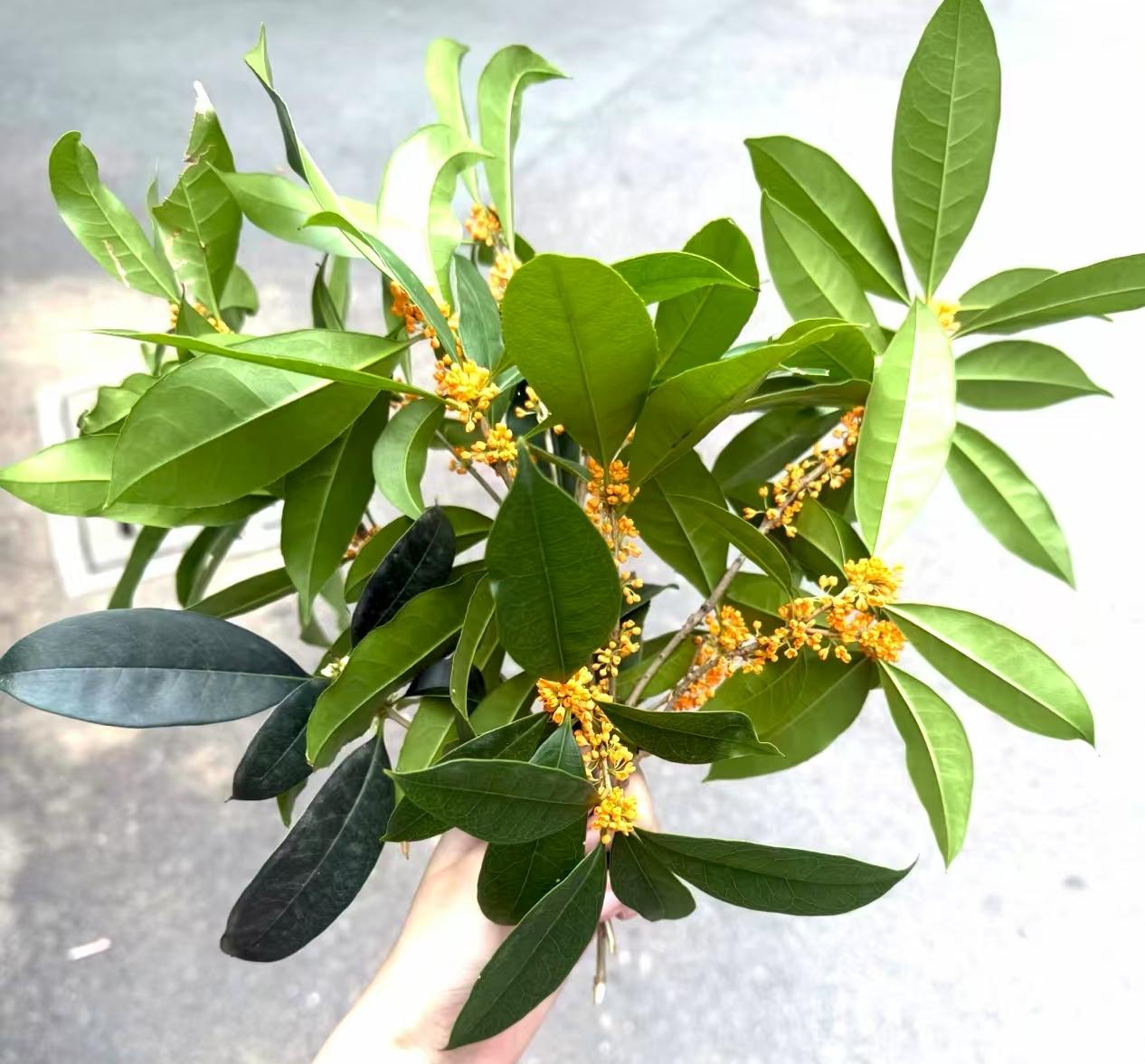 网上都说桂花的花语是:别人对我再好，我也不会心动。

唯独你，只要一笑，我心里便