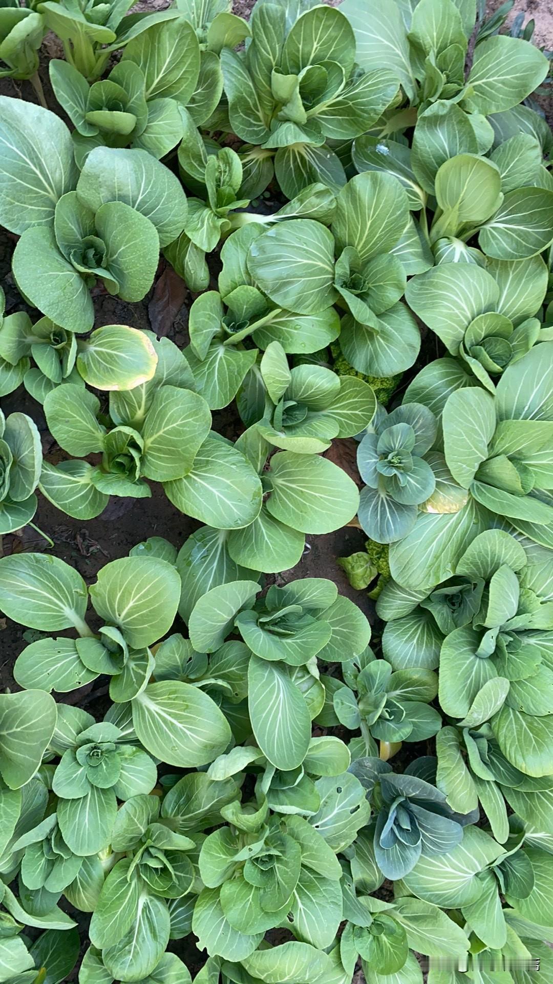 新年生活图鉴新鲜绿色蔬菜，健康生活必备！🥗🌱