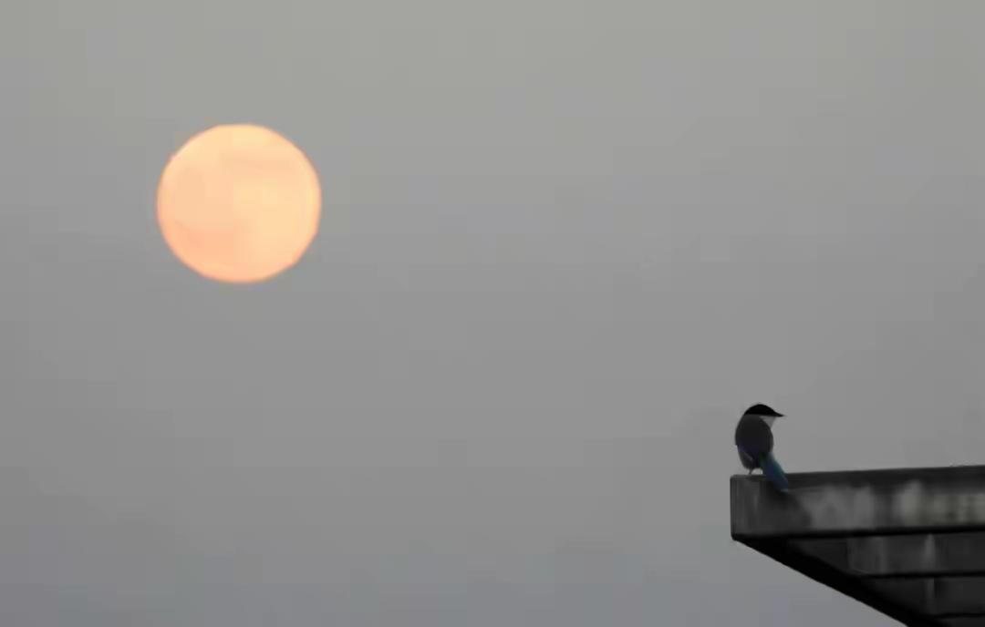 上联：半盏清茶观人生，诚邀下联下联：一轮明月映我心。