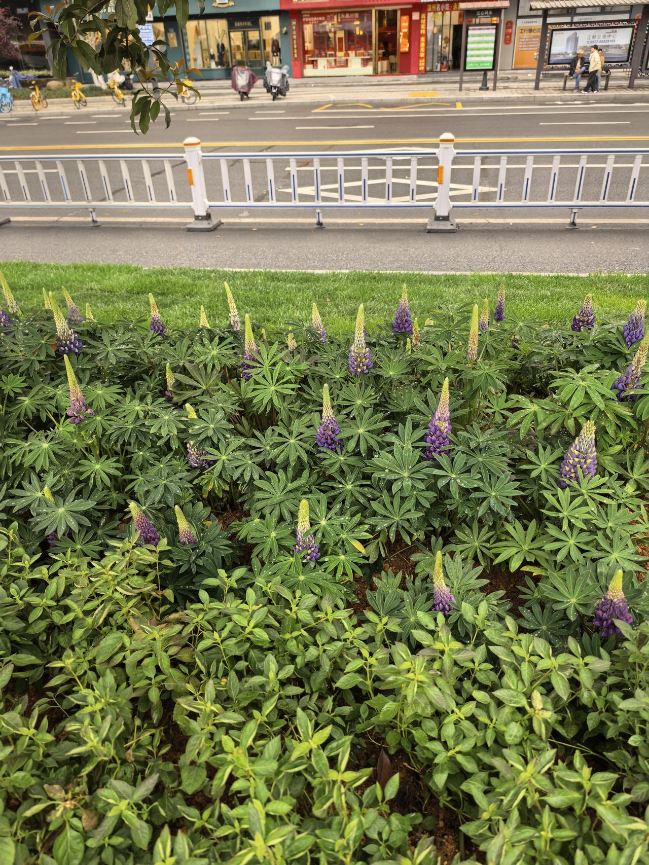 春日生活打卡季今天从温州市区的江心屿归来时，在江边行人道边，看到一片从未见过的不