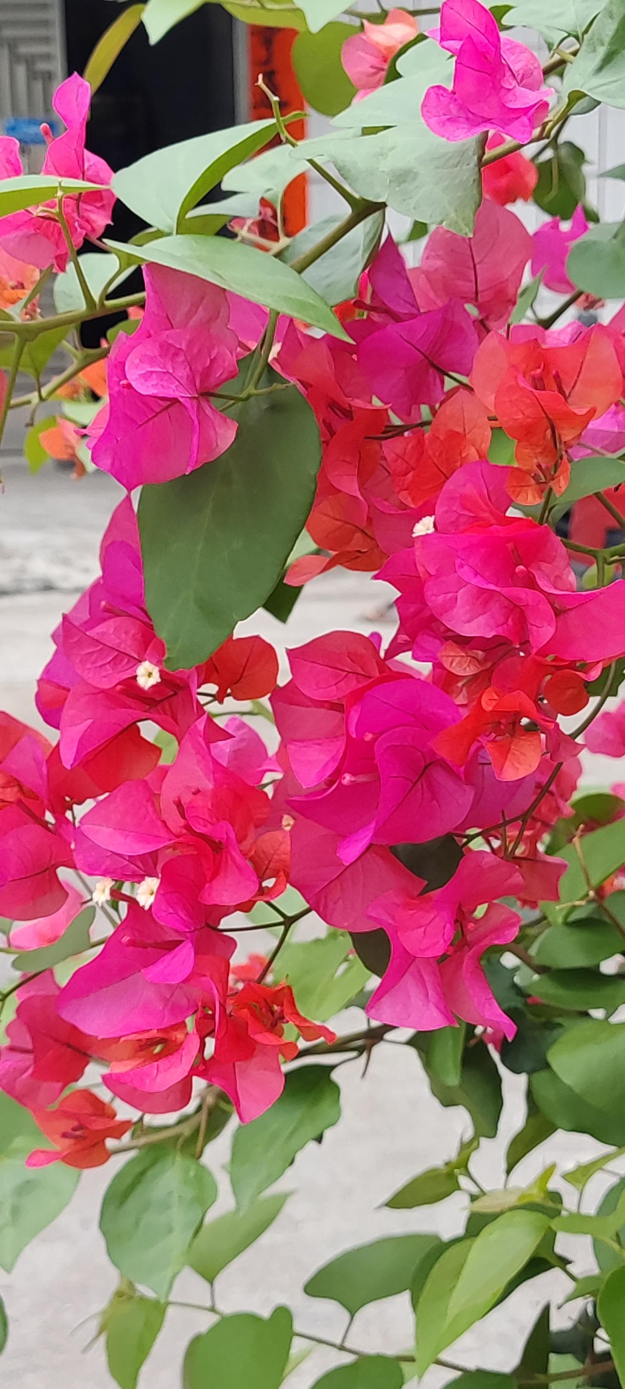 老人养花就是养生活。
花是美的象征，它以多彩容貌让人赏心悦目。看着那灿烂的鲜花，