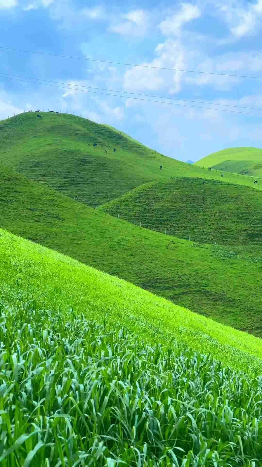 我的今日状态：😁轻松愉快
我这里的天气：☀️晴天

这才是真正的草原，不像人工