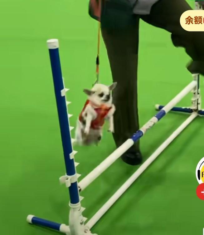 大姨带着小狗来参加比赛，拎着小狗闯过一关又一关，狗子都不用跑的，
一直都是被主人