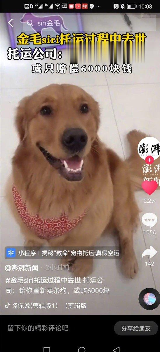 金毛siri被活活闷死，主人无法接受当场晕倒了解了整个事件的来龙去脉，真的很让人