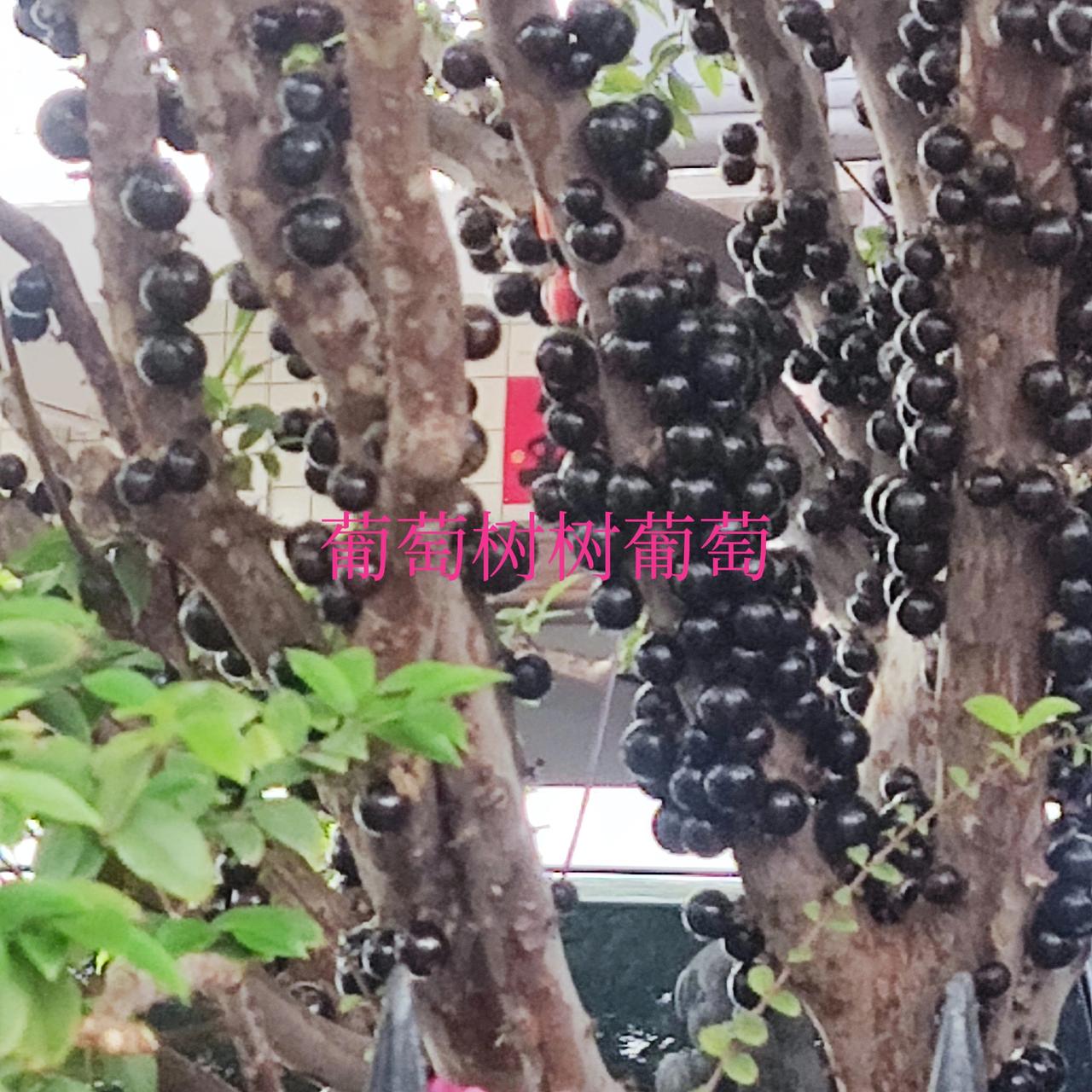 现在为什么 见不到痛陈时弊直指人心的好文章了？


以前见不到我一直以为是人为审