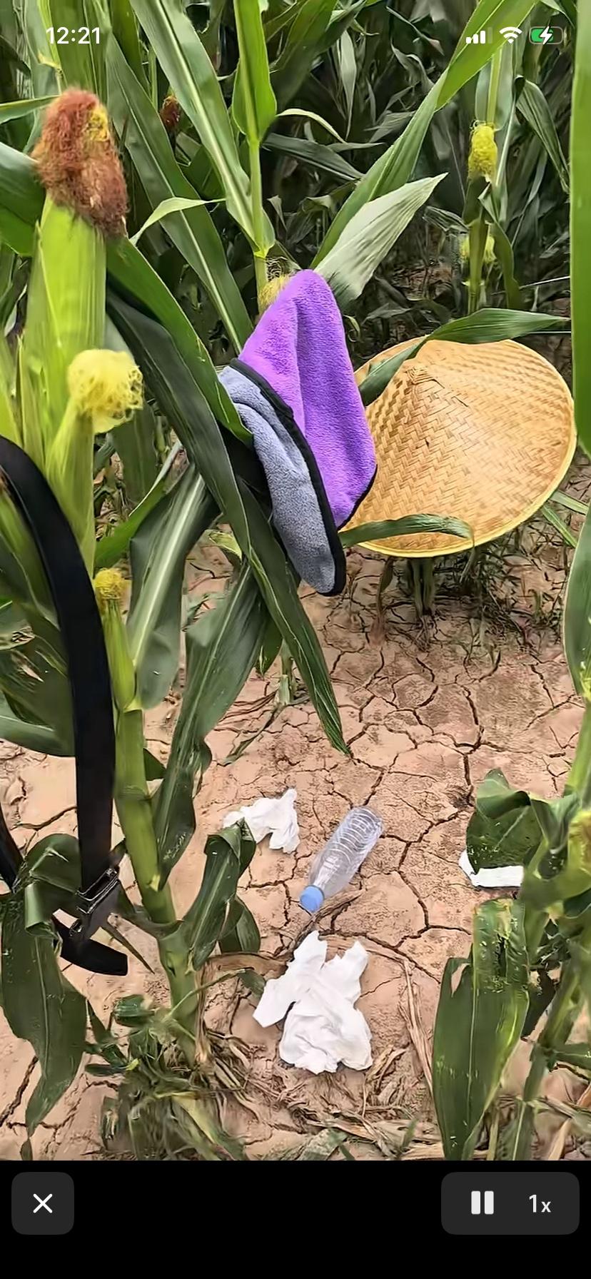 持续干旱
农民玉米都出现了严重缺水现象
为了了解情况
村里的大爷来到玉米地看情况