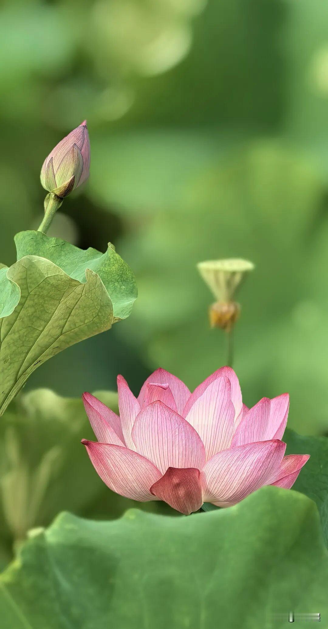 很多人都说，荷花摄影就是“三俗”之首。
可是为什么每年夏天还是有大批的游客奔赴荷