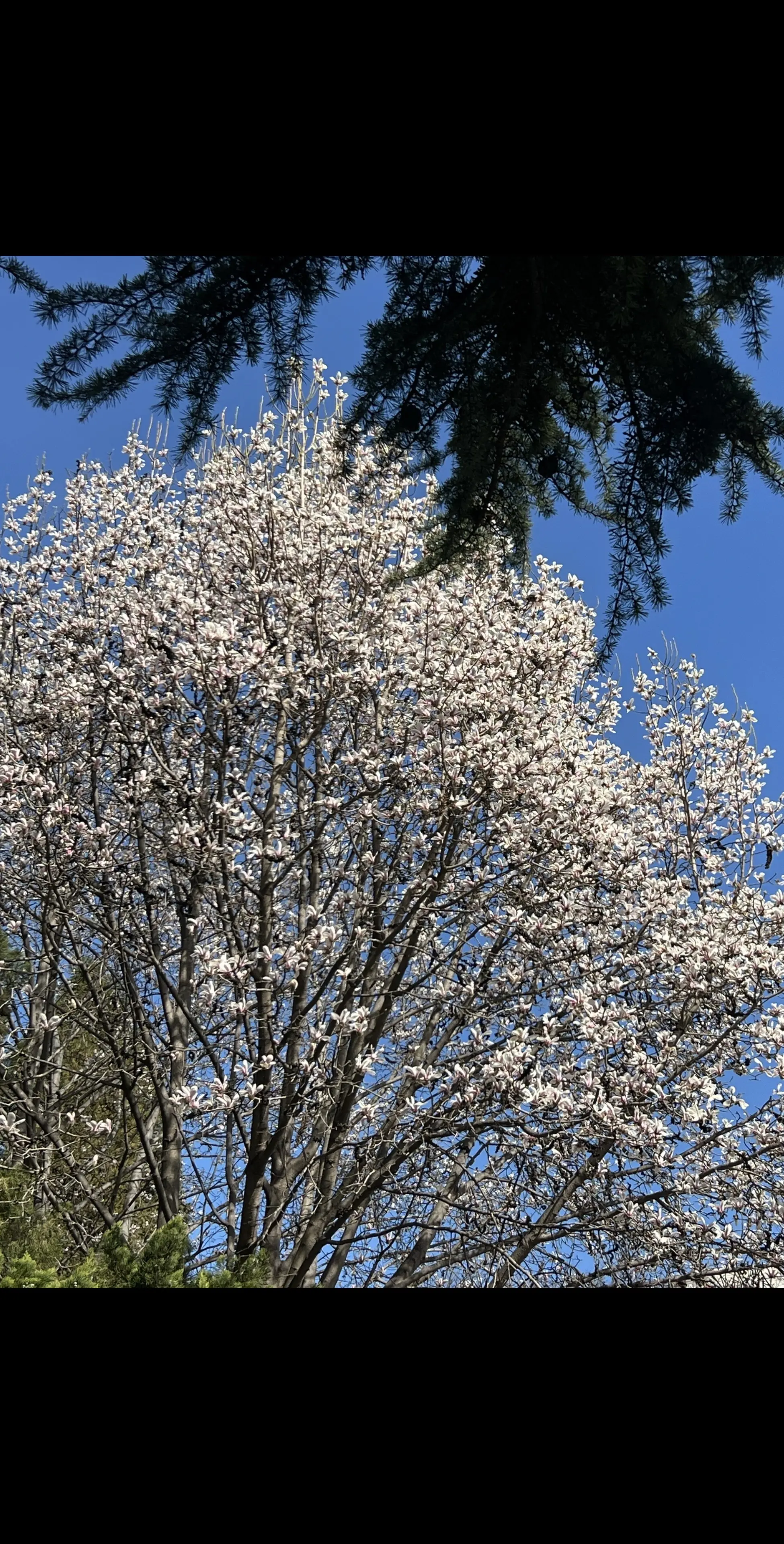 玉兰花开了，我的意思是我们该见面了。