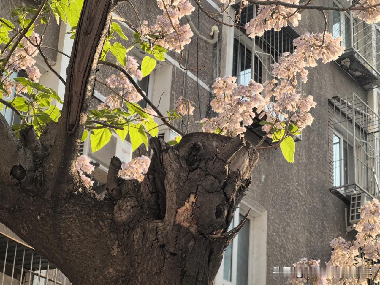 泡桐花的感想
​       泡桐花成簇开放于枝头，形态上紧密相依，象征彼此长久