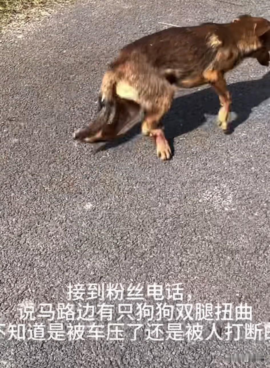 太可怜了！这天一位爱心大哥接到了救助电话，对方说看到马路边有一只狗狗两条后腿都被