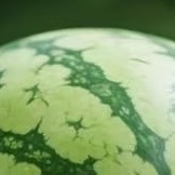 1300西瓜种植1、土壤：选择肥沃、排水良好的土壤。如果条件允许可以进行土壤检测