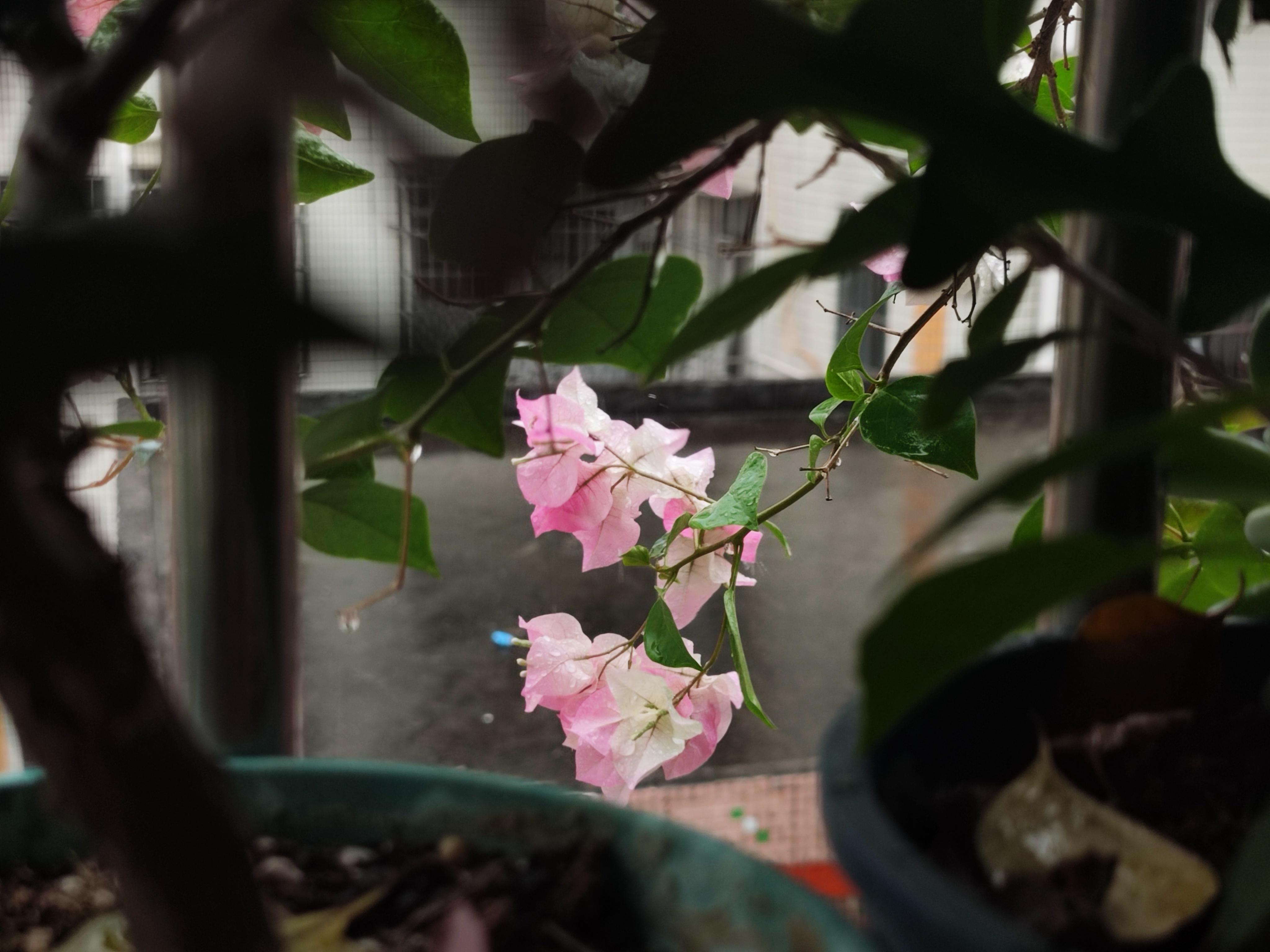 红暴停课学校不得强制家长接回学生今天的雨真的很大，还一直下，看到好多地方都水浸了