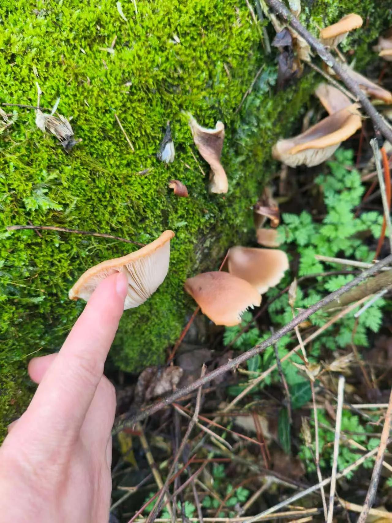 大家马年好呀！在这给大家拜个晚年——祝大家丙午马年策马奔腾，万事胜意！

顺便问