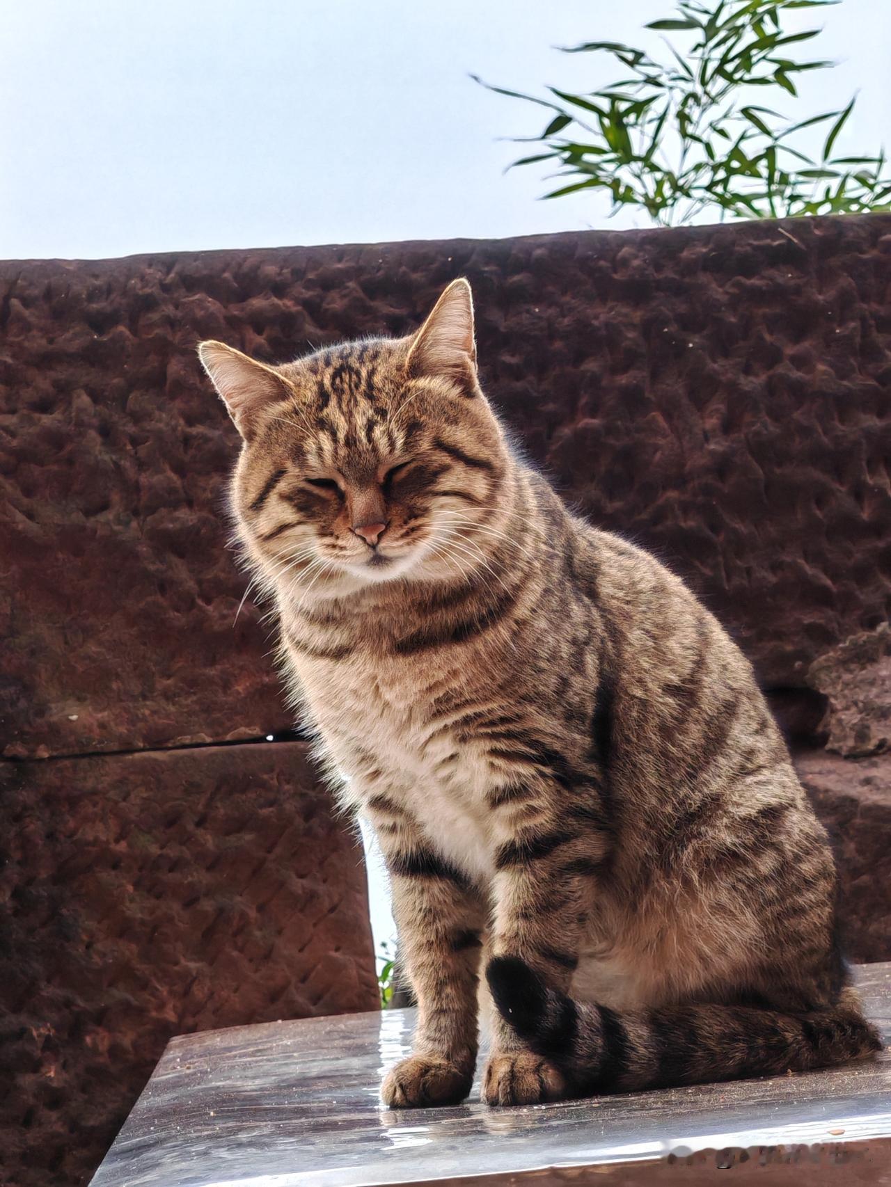 这只猫看起来好懒啊，正微闭着眼睛养神呢。这只猫是我游蜀南竹海仙女洞景点途中遇到的