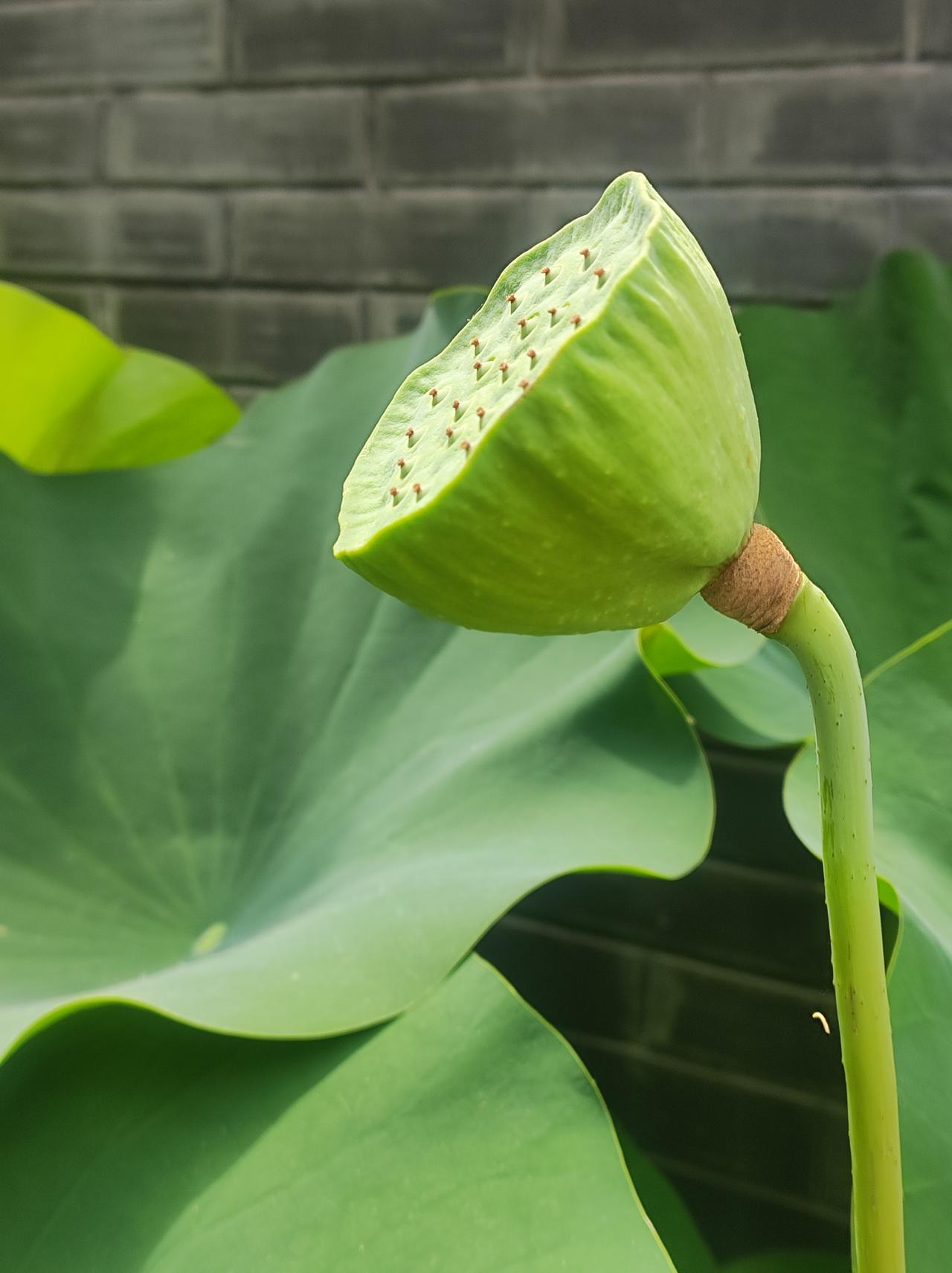 围栏里的荷花睡莲出栏了

今日进入公园，焕然一新，原来一年一度的荷花展开始了。