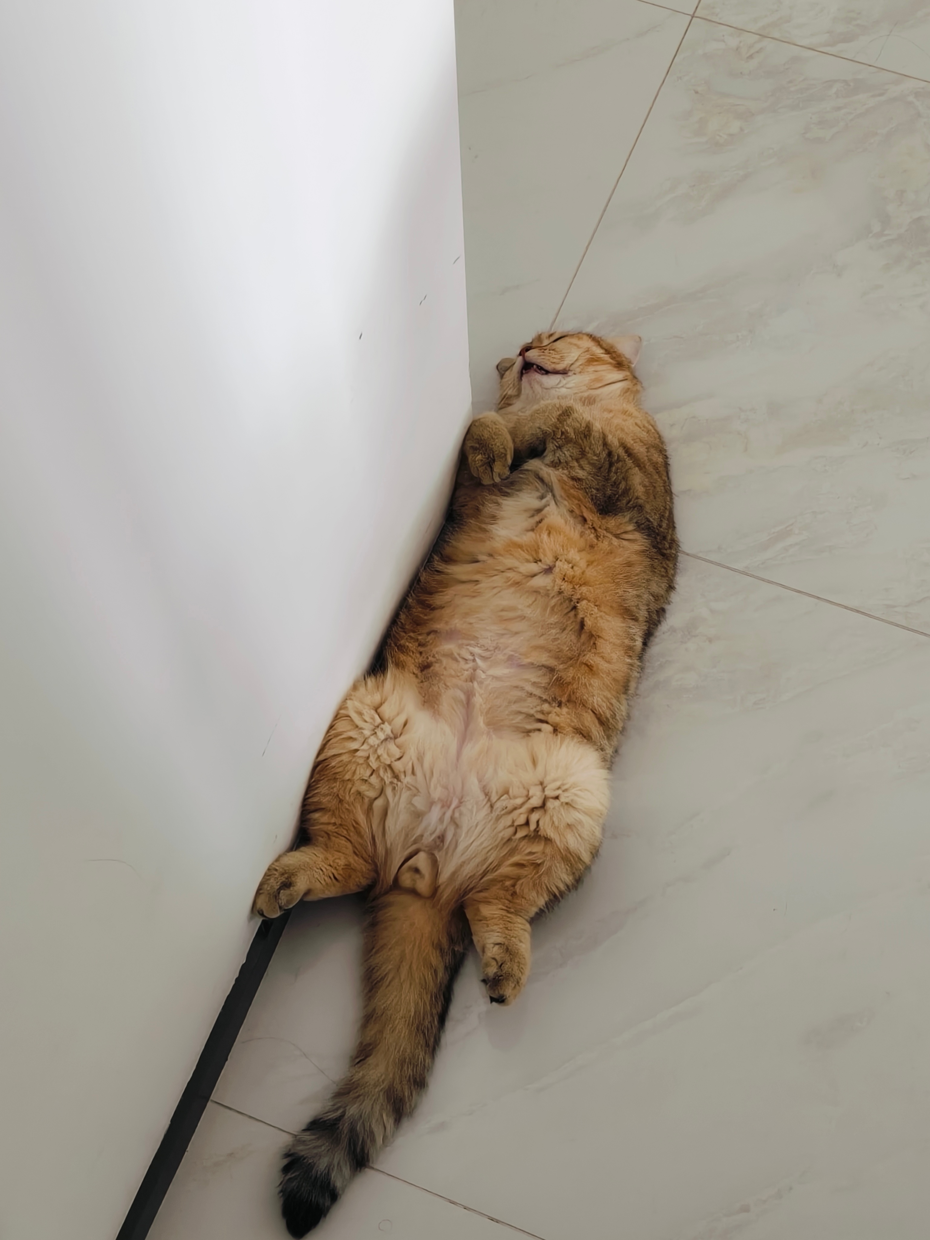 狗狗ฅ^•ﻌ•^ฅ楞个喜欢郎