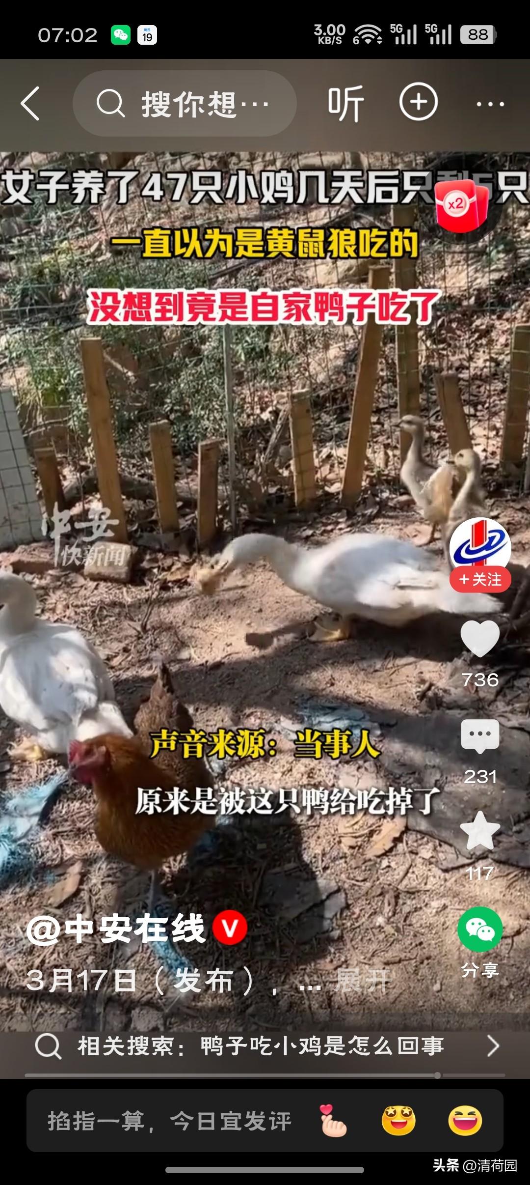 41只小鸡“离奇失踪”，真凶竟是自家鸭子——建议给它颁发“年度最佳伪装奖”：表面