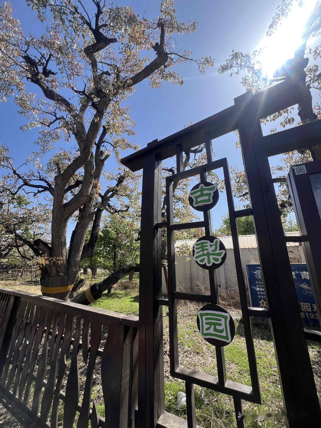 去什川看梨花，到中心景区逛一逛，拍拍照倒是不错，尽量别在园子里面吃东西，一杯茶2