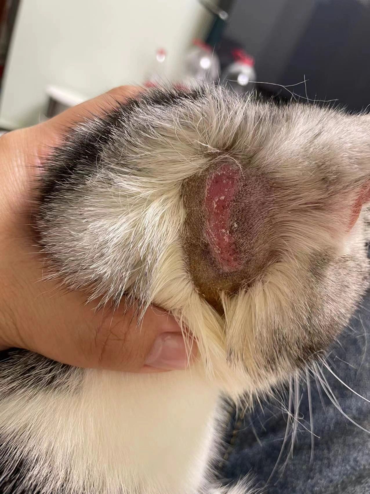 猫狗顽固皮肤病 想听真话吗❓❓猫癣等