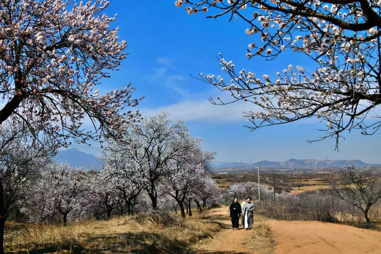 杏花打卡地 杏花漫山 杏花观赏地点推荐 赏杏花好去处 牛城王哥