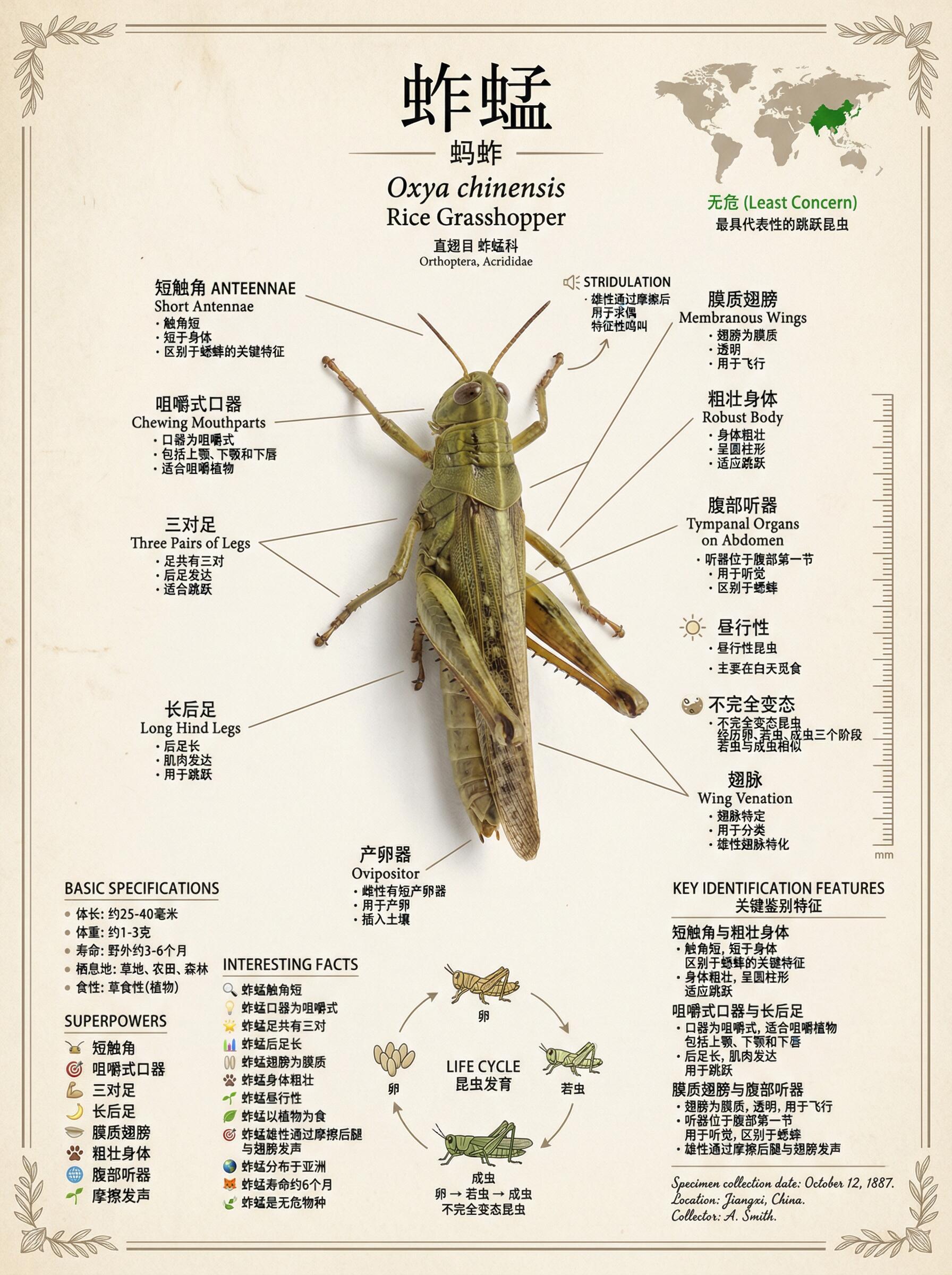 蚱蜢，是蚱蜢亚科昆虫的统称我就说跟着源神能学到东西吧你们家乡管这种小虫子叫啥？ 