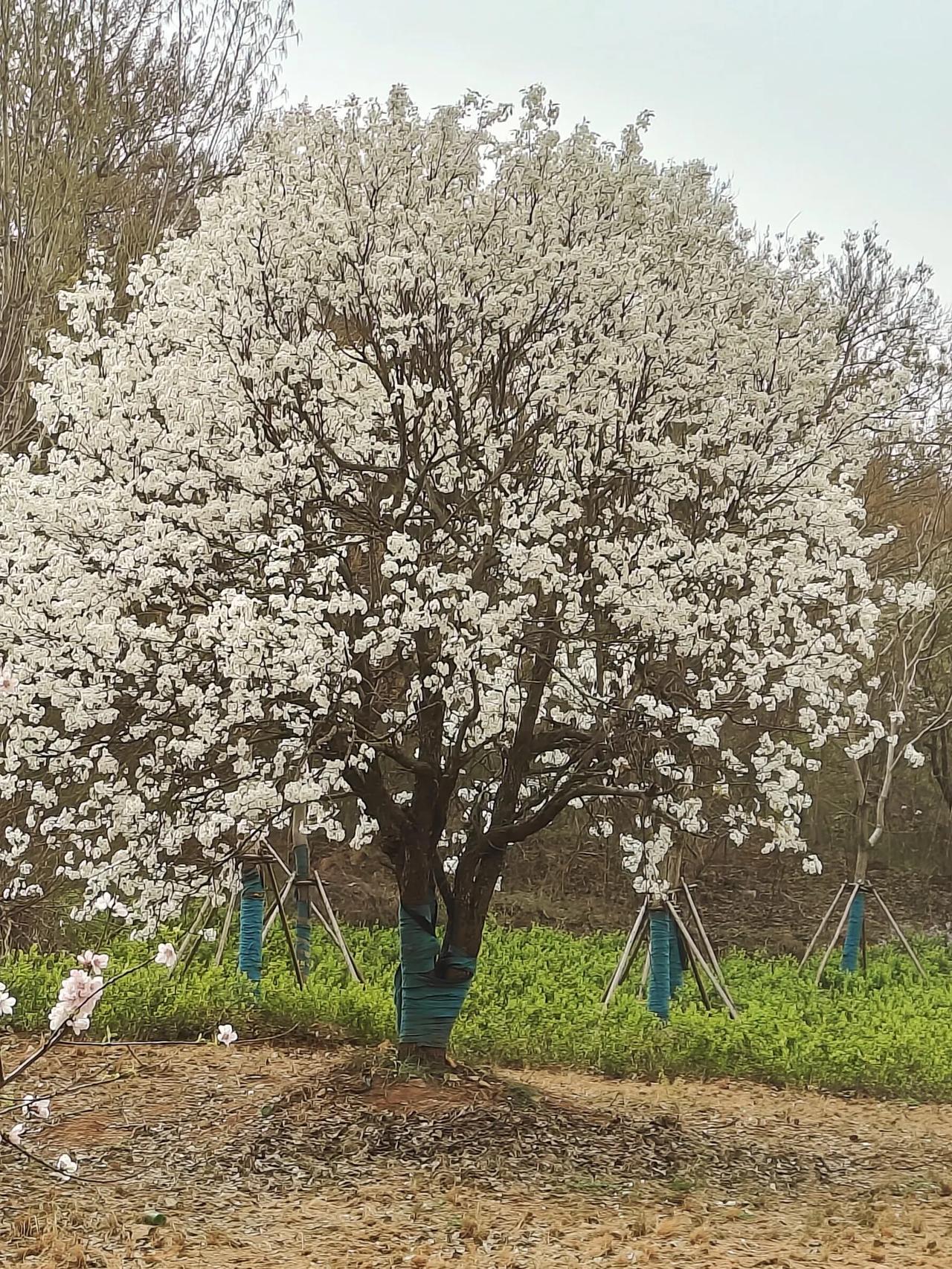 一张梨花盛开的照片
《临江仙  梨花》
白雪堆枝春欲暮，梨花带雨轻寒。
玉容欲莫