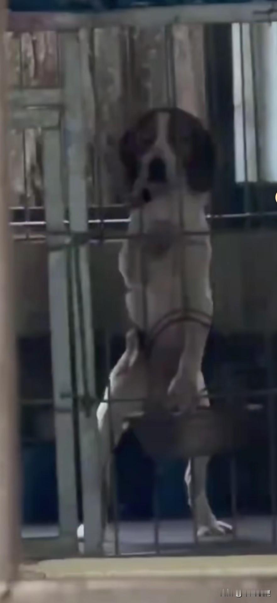 杭州某宠物医院强行压制抽血的狗狗。狗狗一直向人们发出求救的声音。医院一方面是为了