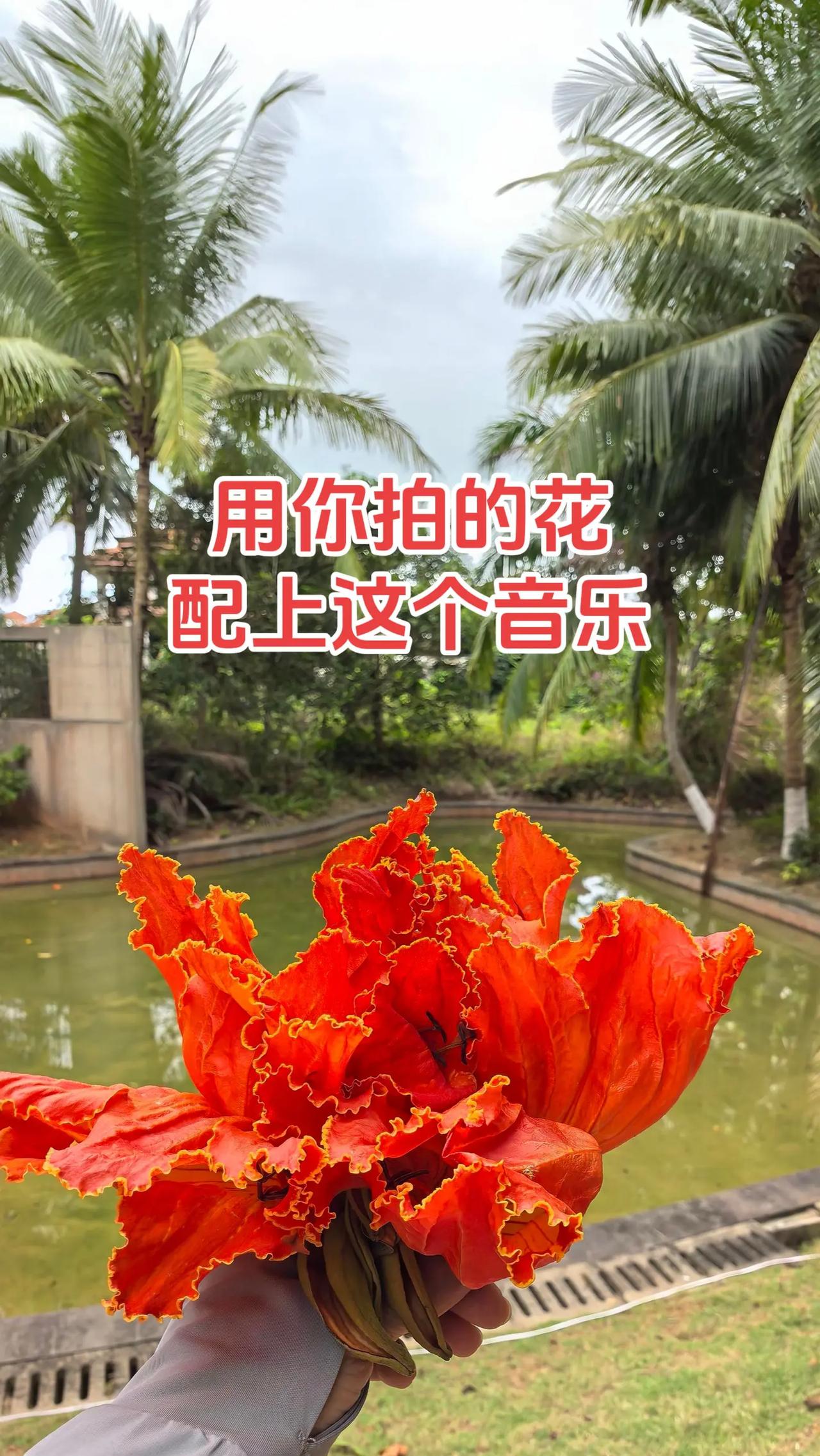 用你拍的花配上这个音乐一花一草一世界 生活的美无处不在 用一张照片证明你是花友 