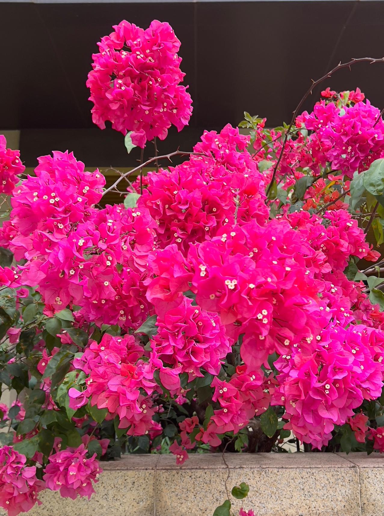 分享一下你随手拍下的照片小区里盛开的三角梅，每次看到都想拍照，惊艳花朵，美丽动人