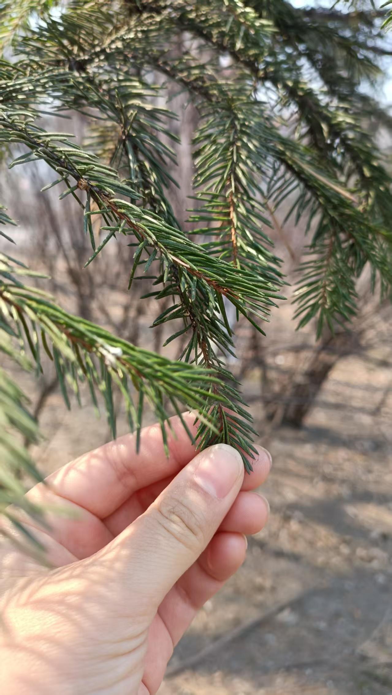 别看到长青树就告诉孩子是松树。不一定是不对的。因为，针状的、常青的，可不仅仅是松