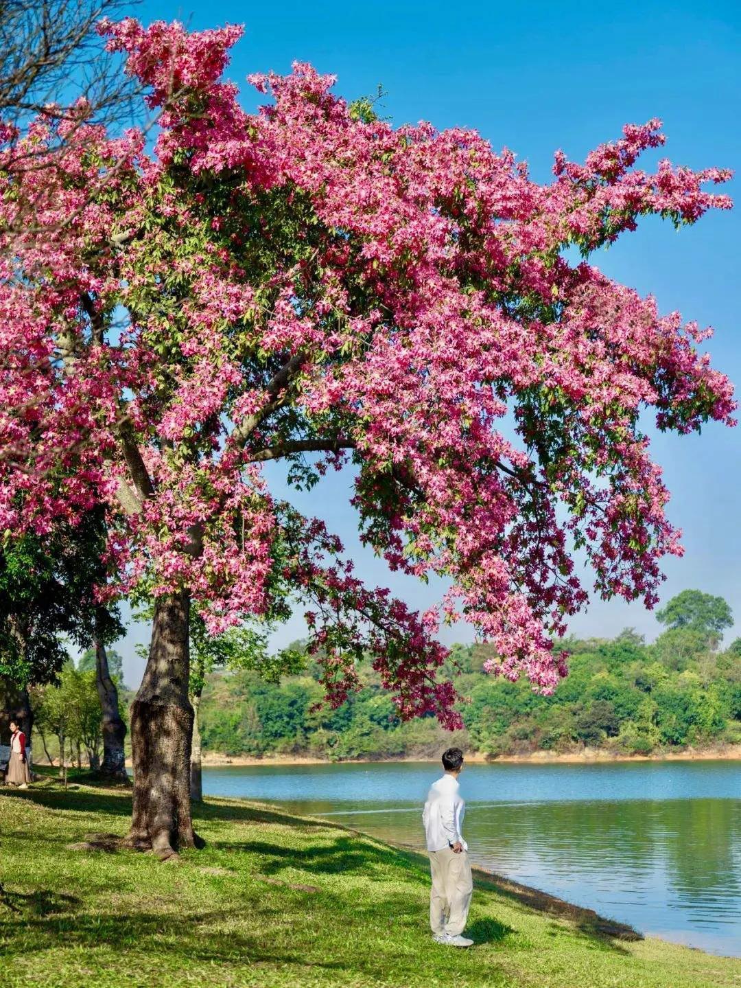 春天一到，世界就温柔起来。枝头新绿，次第花开，满眼皆是温柔与欢喜。

走在春风里