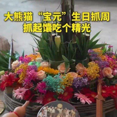 大熊猫宝元抓起馕吃个精光熊猫宝元 西安·华严寺