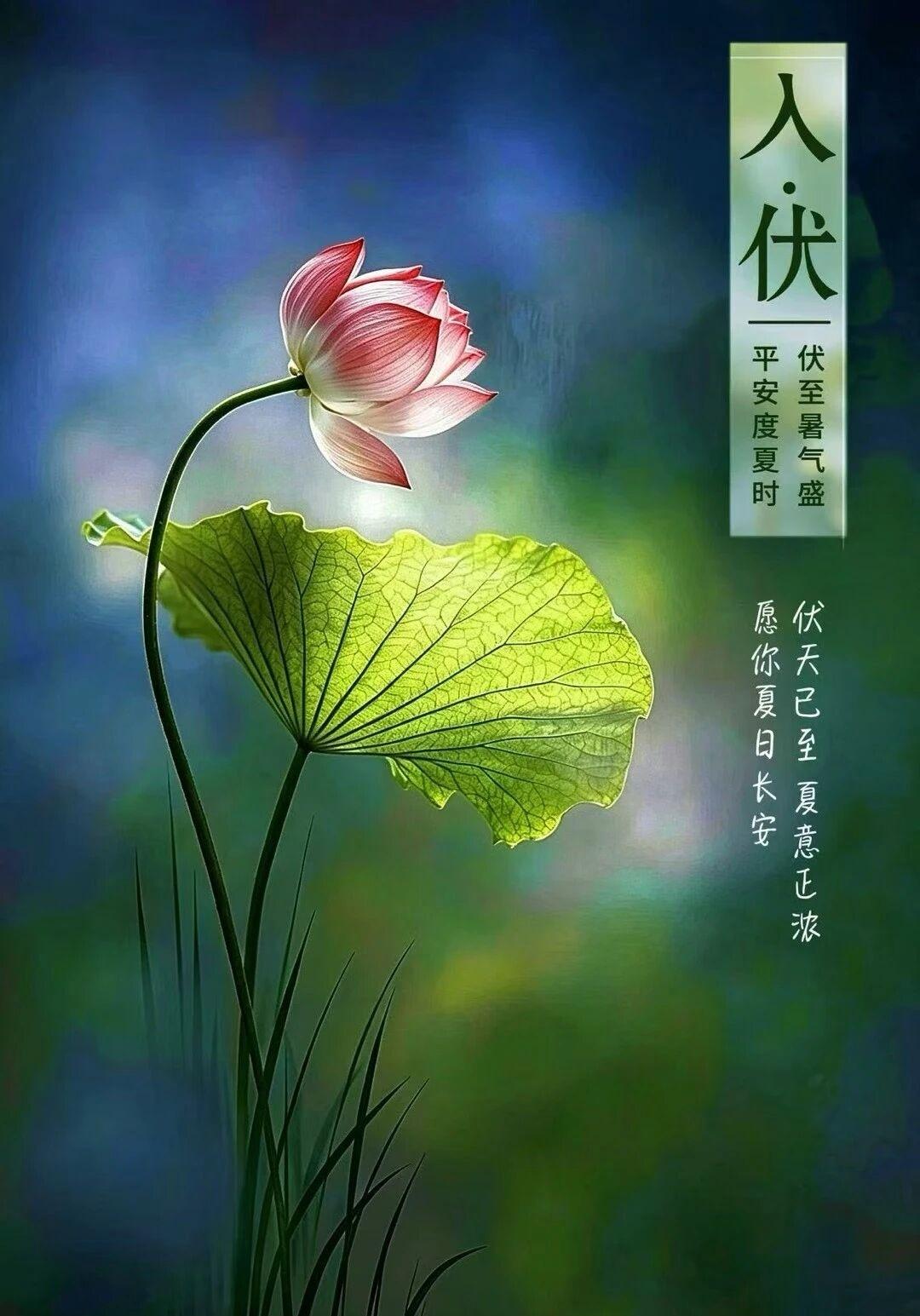 夏伏长风，岁岁平安

入伏第一个祝福送给你🤲
愿你今夏：
心有清凉，伏气满🈵