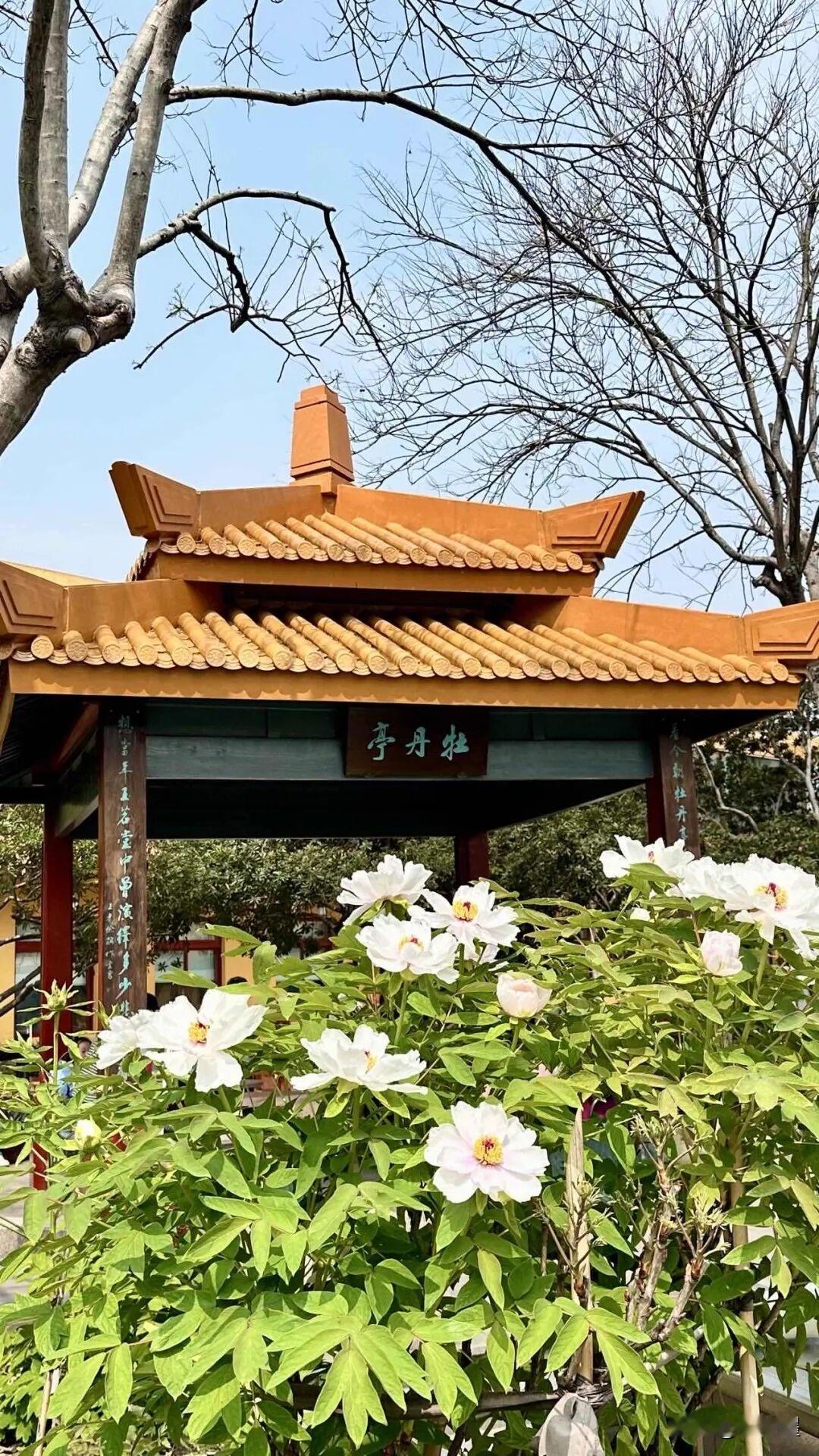 牡丹亭下拍牡丹。
这个牡丹花的前景，是真应景呢！
花儿朵朵向阳开。
春天的鲜活气