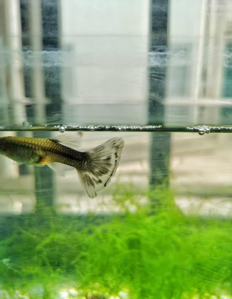 我是一只🐟，只有7s的记忆，以后谨言慎行。 