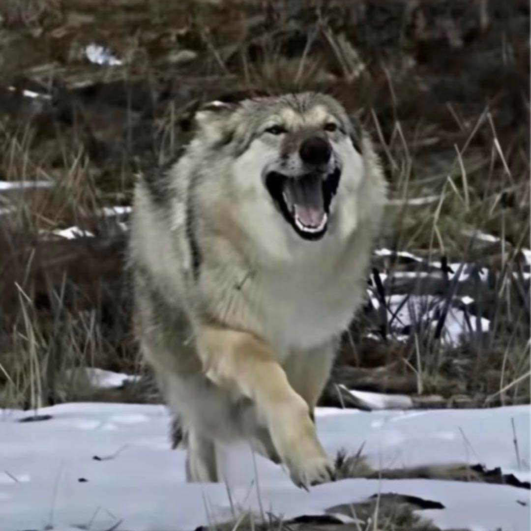 《重返·狼群》重映，定档大年初三，挺大胆的，检验现在的互联网热度究竟能转化成多少