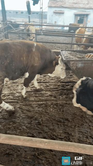 “太聪明了，简直成精了！”近日，安徽一位女子分享自家牛棚的日常，一头高智商小牛意