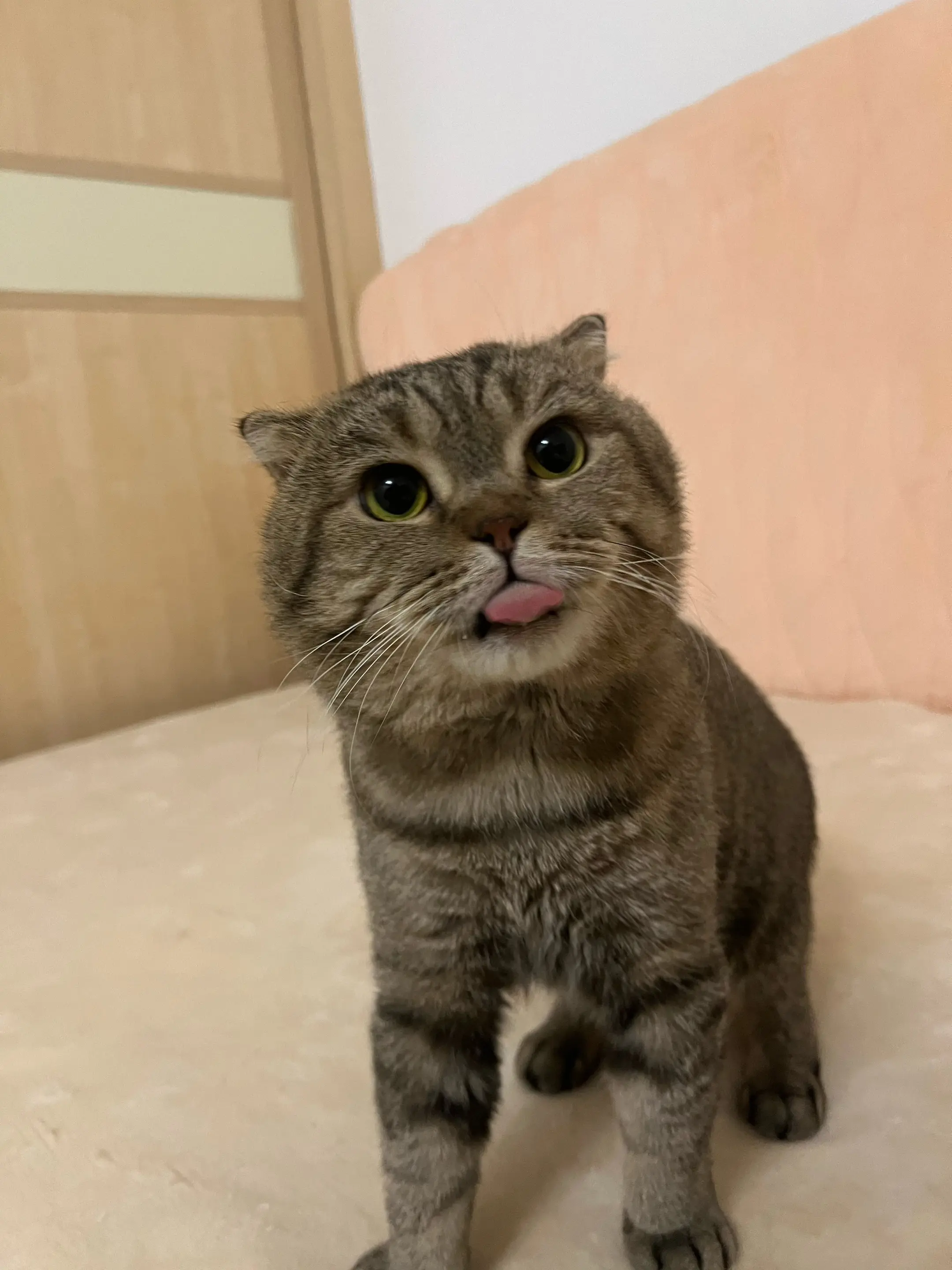 展示猪肝😋。