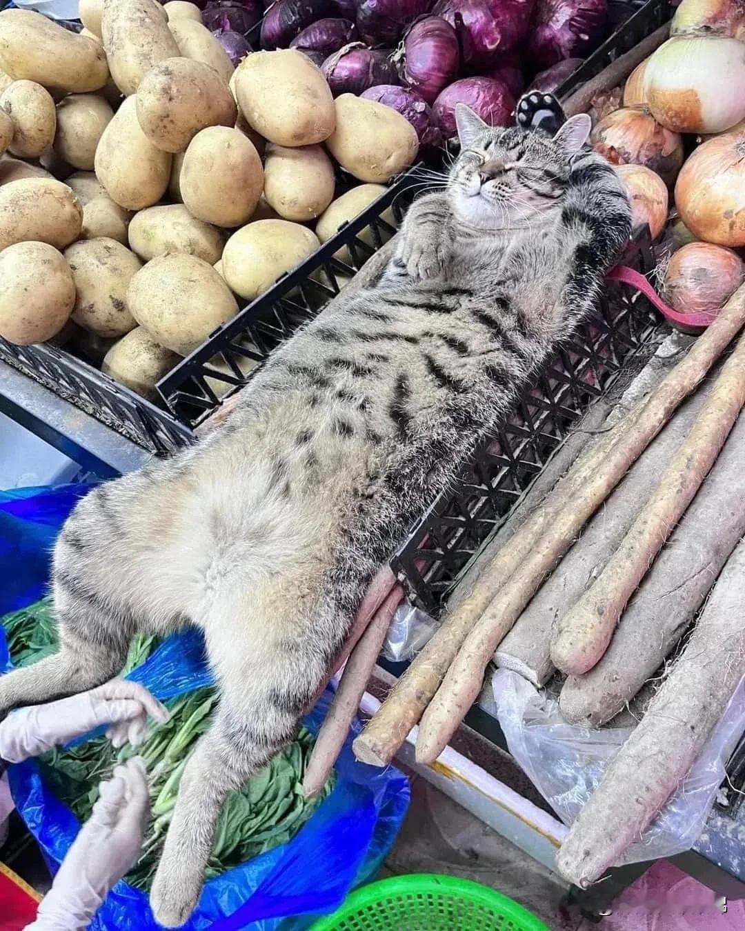 失去帝位[酸]的猫皇还是陛下吗？不，[机智]是菜农陛下！​​​
