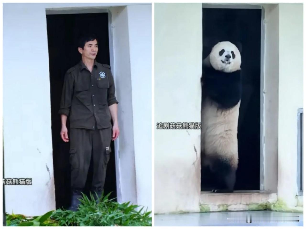 粉丝们都说:渝爱站起来和外公一样高了，这么一比较，确实如此啊![比心]
    