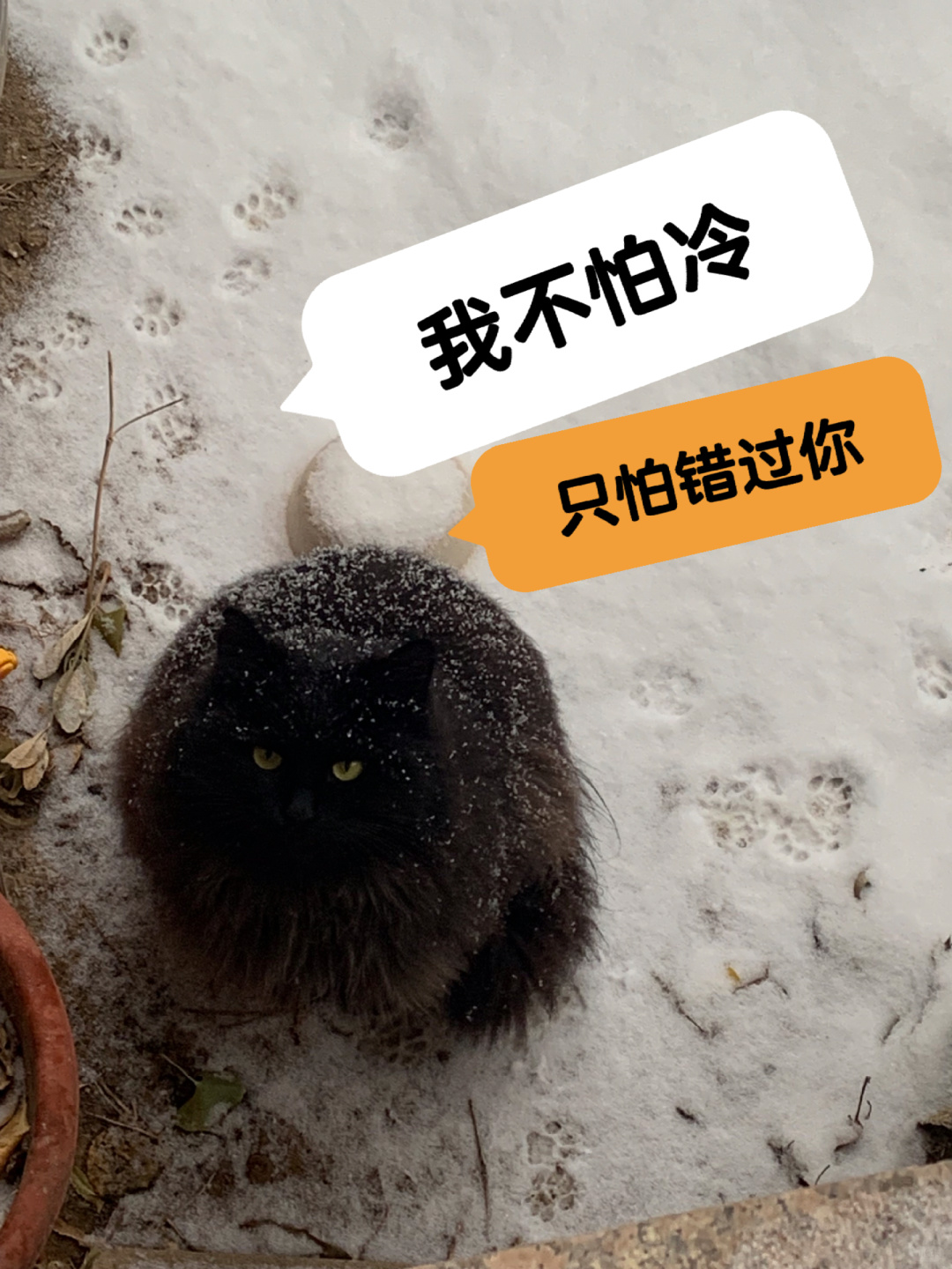 它为找个家拼了命姨姨帮帮它