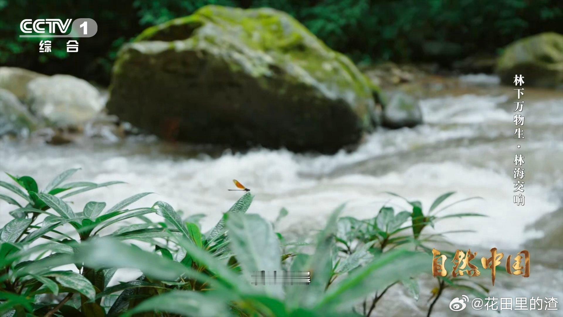 亚洲象头顶有两个聪明包 自带“智慧瘤”的亚洲象太可爱！我国350头左右野生象，超