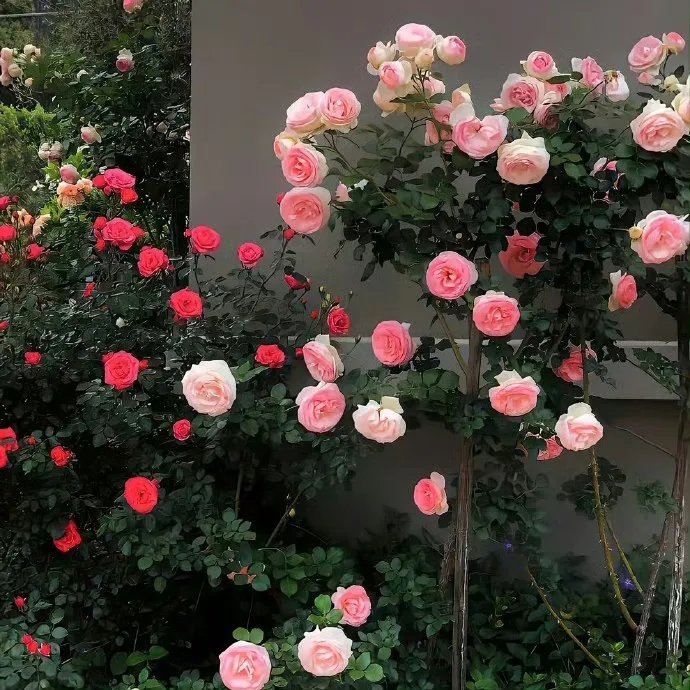 #朋友圈背景图[超话]#朋友圈背景图💐🌷🌹花花专场“摘花的本意是喜欢，没想
