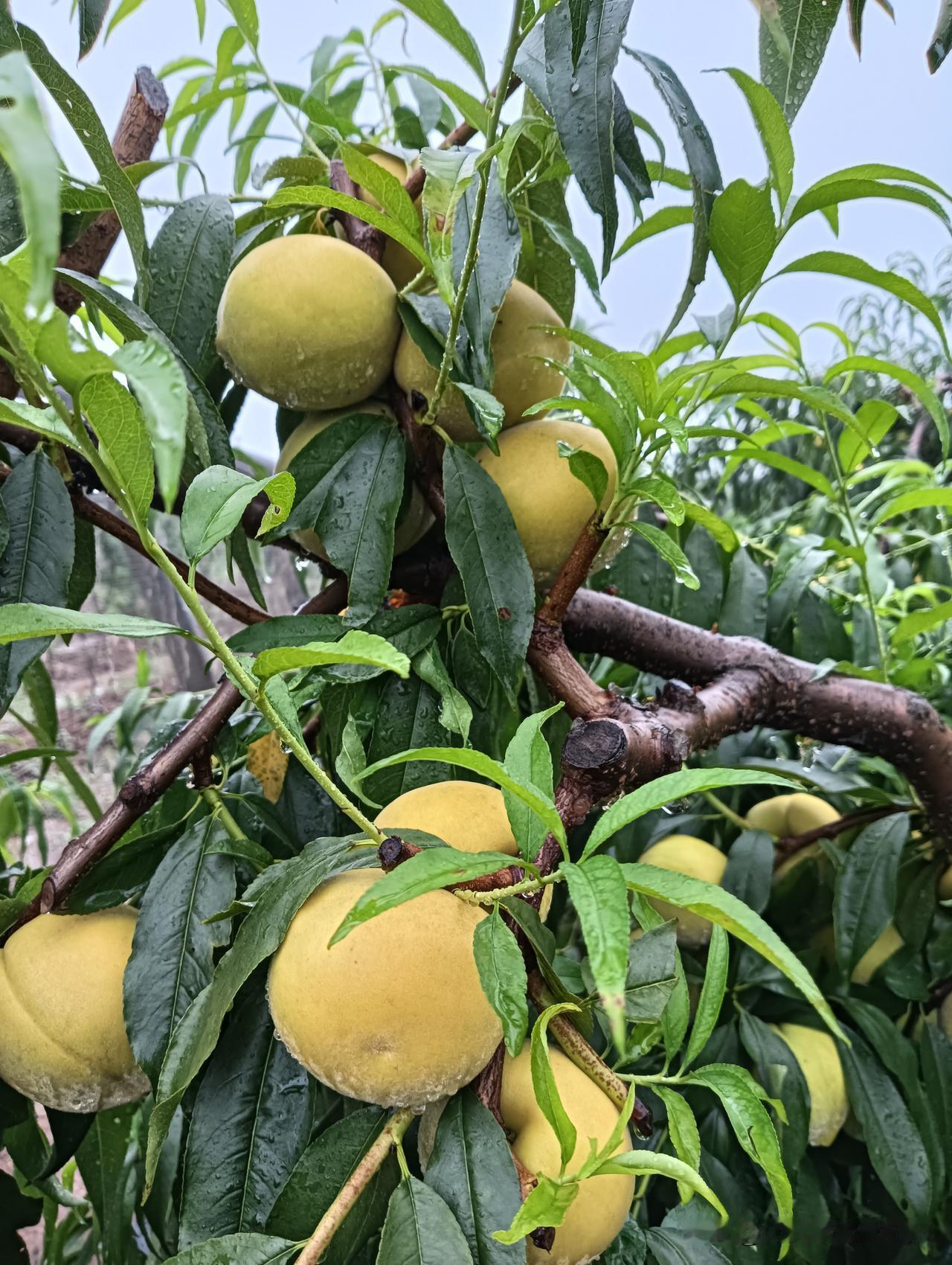 晒图笔记大赛黄金毛🍑熟了，月甜爽歪歪[呲牙]